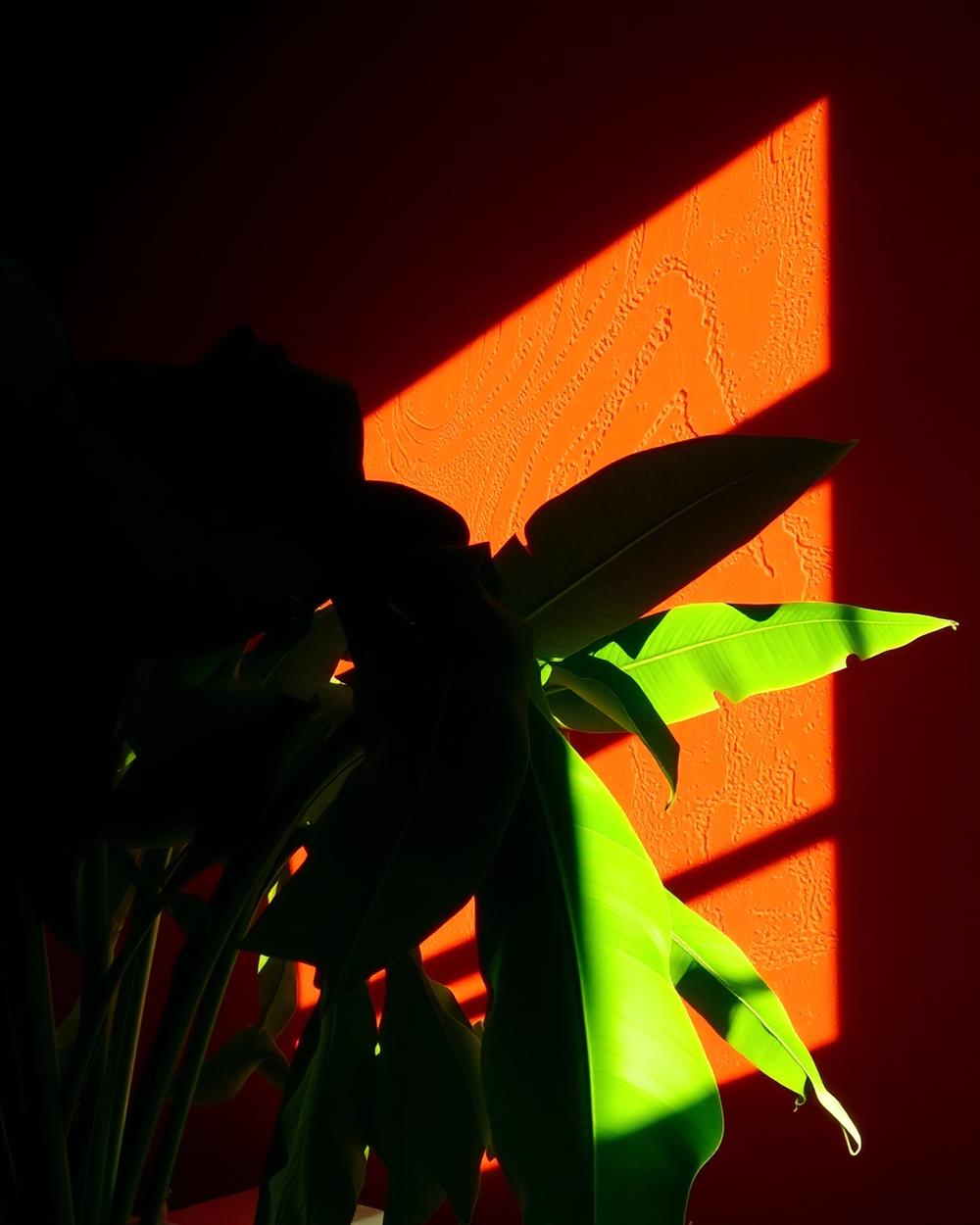 The Light